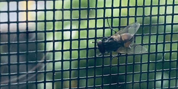 Housefly on a window screen